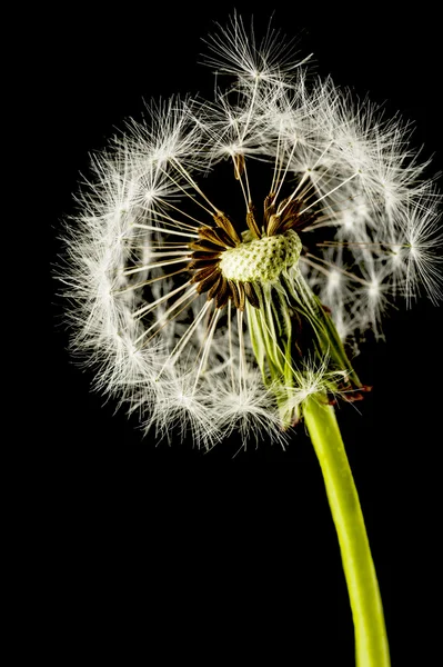 Dandelion seed head on a black background — Stock Photo, Image