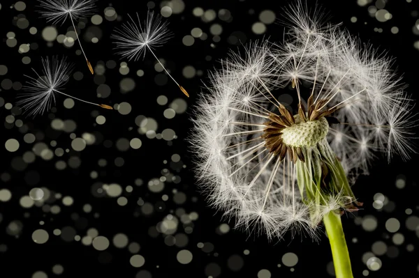 Karahindiba tohum kafa bokeh siyah arka plan üzerinde