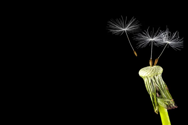 Karahindiba tohum başına siyah bir arka plan