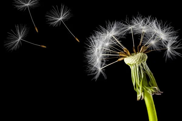 Karahindiba tohum başına siyah bir arka plan