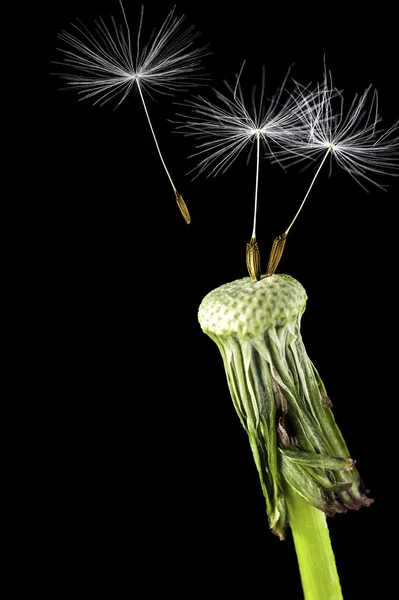 Karahindiba tohum başına siyah bir arka plan