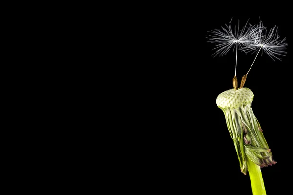 Karahindiba tohum başına siyah bir arka plan