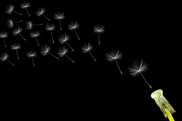 Karahindiba tohum başına siyah bir arka plan