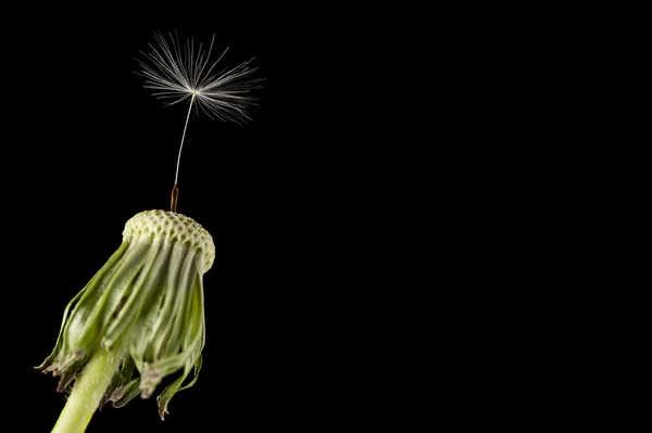 Karahindiba tohum başına siyah bir arka plan