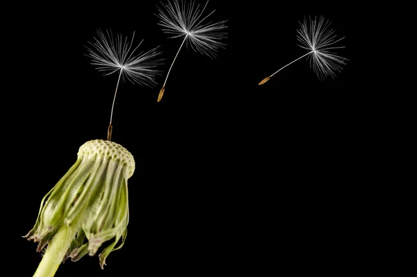 Karahindiba tohum başına siyah bir arka plan