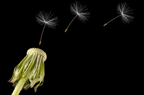 Karahindiba tohum başına siyah bir arka plan