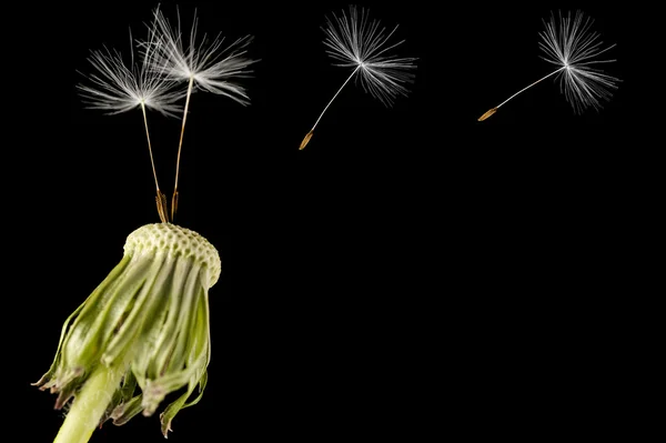 Karahindiba tohum başına siyah bir arka plan