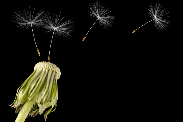 Karahindiba tohum başına siyah bir arka plan