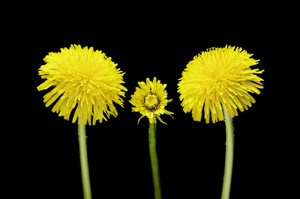Siyah bir arka plan üzerinde izole Karahindiba çiçeği