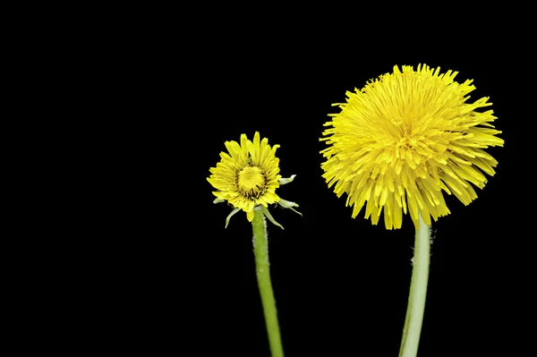 Siyah bir arka plan üzerinde izole Karahindiba çiçeği