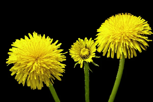 Siyah bir arka plan üzerinde izole Karahindiba çiçeği