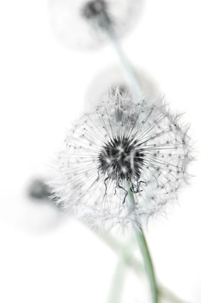 Karahindiba tohum başınızın üstüne beyaz bir arka plan