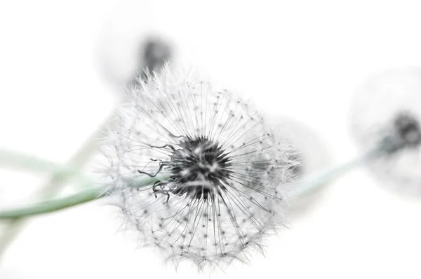 Karahindiba tohum başınızın üstüne beyaz bir arka plan