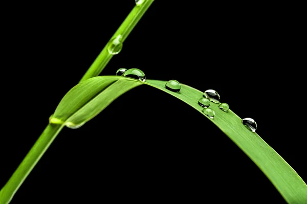 Su Close-Up çim yeşil bir bıçak üzerinde damla