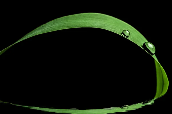 Su Close-Up otu ve onun su yansıma yeşil bir bıçak bırakır
