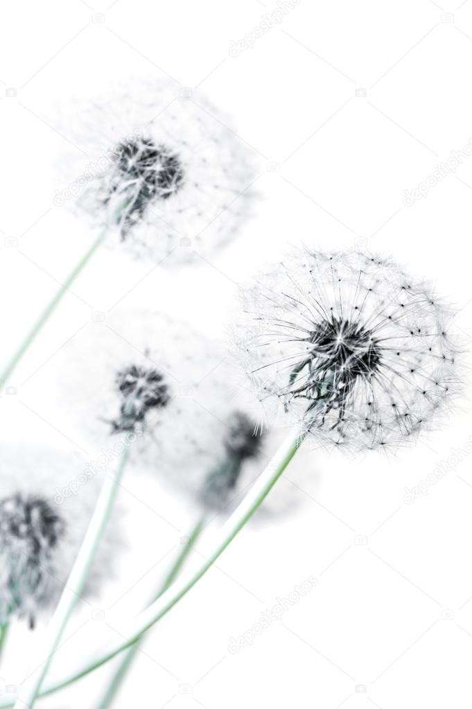 Dandelion seed heads on a white background