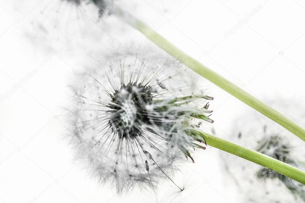 Dandelion seed heads on a white background