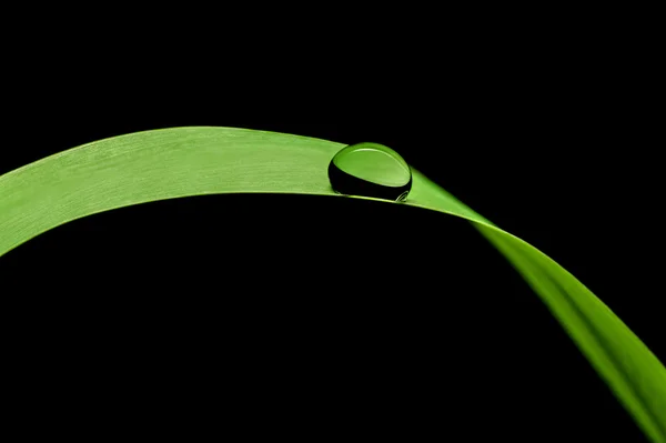 Su Close-Up çim yeşil bir bıçak üzerinde damla