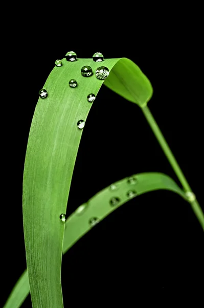 Su Close-Up çim yeşil bir bıçak üzerinde damla