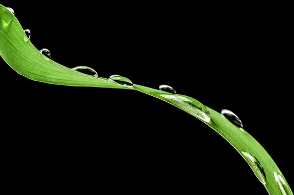Close-up de gotas de água em uma lâmina verde de grama Imagem De Stock