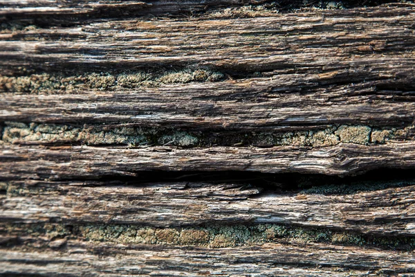 Texture bois avec motif nature — Photo