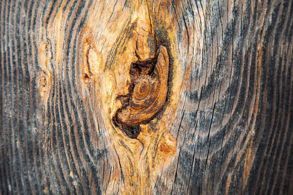 Текстура дерева с рисунком природы — стоковое фото