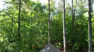 Ağaçların tepelerinde uçuşan sık yeşil ağaçlı ve doğal yaz manzaralı orman tepe örtüsünün insansız hava aracı videosu