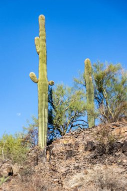 Uzun saguaro kaktüsleri, kıvrımlı kolları ve yeşil pileli gövdesi, Tucson, Arizona 'daki kuru çöl çalıları ve seyrek bitki örtüsüyle çevrili kayalık çıkıntıların üzerinde duruyor.