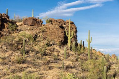 Uzun yeşil kollu çoklu saguaro kaktüslerinin manzarası kayalık yamaçlarda büyüyor. Tucson, Arizona 'da açık mavi gökyüzünün altında Ocotillo ve çöl çalılarıyla çevrili.