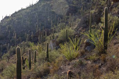 Tucson, Arizona 'daki uzak dağlara karşı kayalık yamaçları ocotillo dallarıyla kaplayan sayısız saguaro kaktüsünün manzarası.