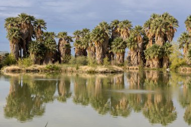 Tucson, Arizona, ABD - 6 Ağustos 2025: Büyük Kaliforniya hayran palmiyeleri yeşil yapraklı çöl dağlarıyla çevrili sakin yeşil gölet Agua Caliente Bölgesel Park ördeğine mükemmel bir şekilde yansıdı