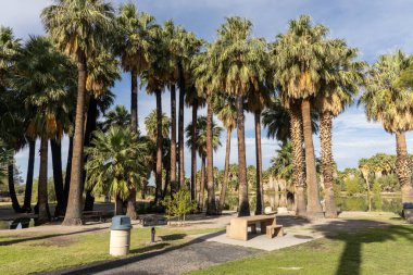 Tucson, Arizona, ABD - 6 Ağustos 2025: Piknik tezgahını çevreleyen yoğun palmiye ağaçları ve sakin göletin yanında gökyüzü ve Agua Caliente Bölgesel Parkı vahasındaki uzak suları yansıtan ızgara