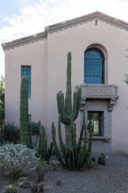 Tucson, Arizona, ABD - 17 Ağustos 2025: Kolları pembe sıva duvarına ve tarihi adliye binasının kemerli penceresine dayanan çok sayıda uzun saguaro kaktüsü