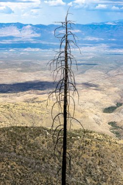 Dalları bükülmüş ölü çam ağacı engebeli dağ yamaçları ve berrak mavi gökyüzünün altındaki uzak vadi.