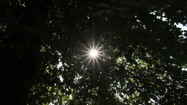 Sonnensterne Brechen Durch Das Laub Sun Stars Break Leaves — Photo