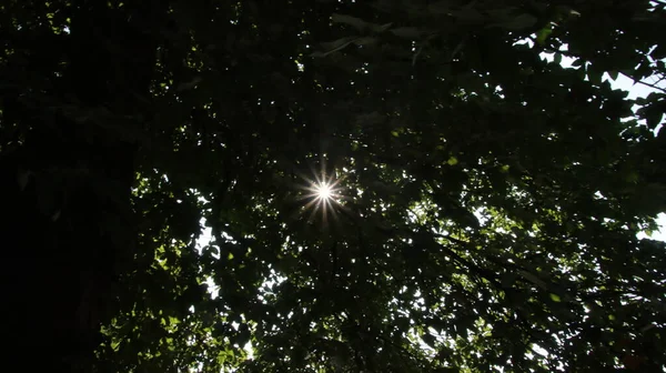 Sonnensterne Brechen Durch Das Laub Sun Stars Break Leaves — Photo