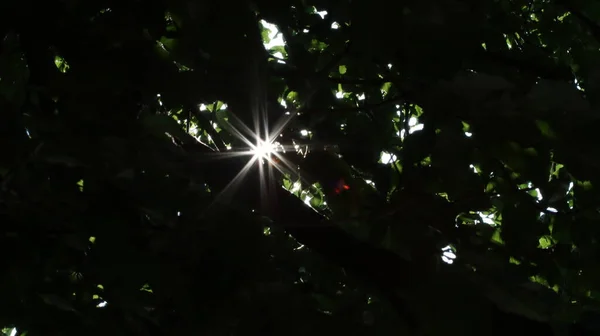 Sonnensterne Brechen Durch Das Laub Звезды Солнца Прорываются Сквозь Листья — стоковое фото