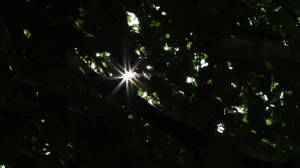 Sonnensterne Brechen Durch Das Laub Sun Stars Break Leaves — Stockfoto