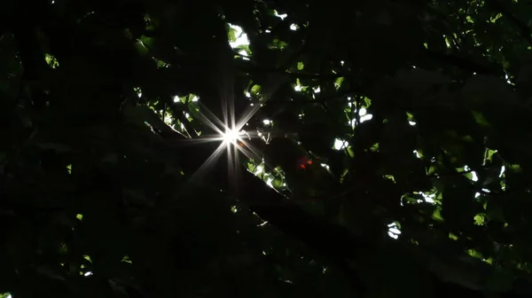 Sonnensterne Brechen Durch Das Laub Sun Stars Break Leaves — Photo