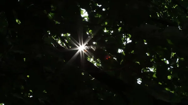 Sonnensterne Brechen Durch Das Laub Sun Stars Break Leaves — Stock Photo, Image