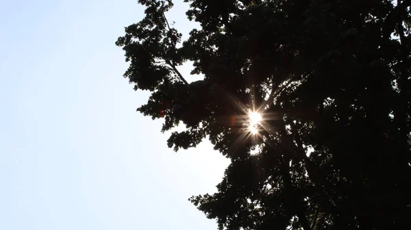 Sonnensterne Brechen Durch Das Laub Sun Stars Break Leaves — Stock Photo, Image