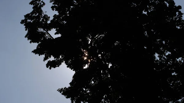 Sonnensterne Brechen Durch Das Laub Slunce Hvězdy Prorazí Listí — Stock fotografie