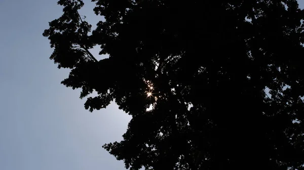 Sonnensterne Brechen Durch Das Laub Sun Stars Break Leaves — Stockfoto