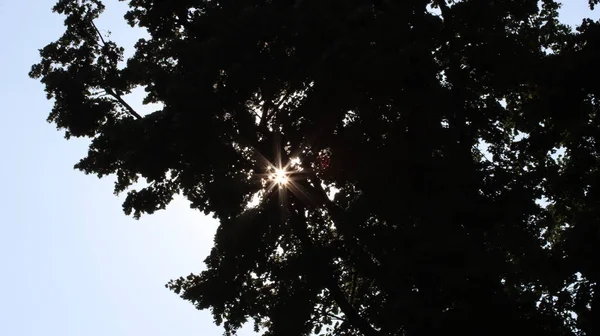 Sonnensterne Brechen Durch Das Laub Las Estrellas Del Sol Rompen — Foto de Stock