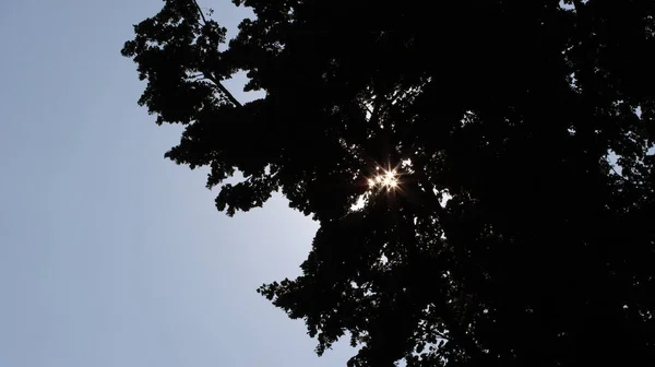 Sonnensterne Brechen Durch Das Laub Las Estrellas Del Sol Rompen —  Fotos de Stock