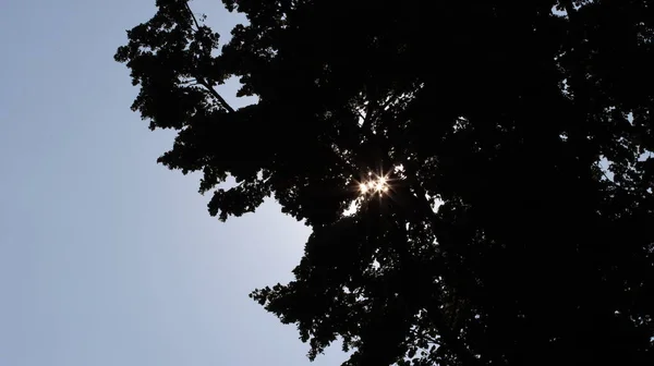 Sonnensterne Brechen Durch Das Laub Las Estrellas Del Sol Rompen —  Fotos de Stock