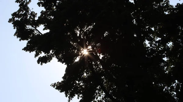 Sonnensterne Brechen Durch Das Laub Sun Stars Break Leaves — Stock Photo, Image