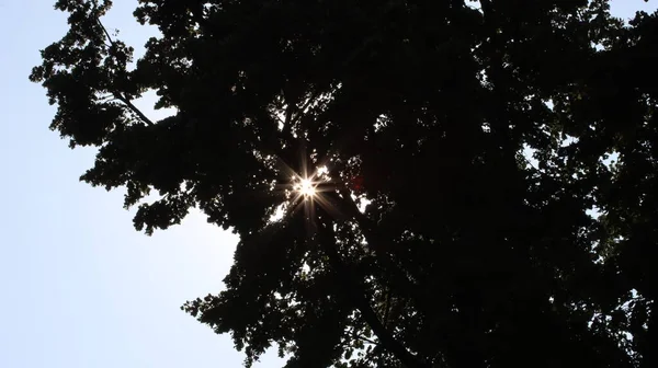 Sonnensterne Brechen Durch Das Laub Las Estrellas Del Sol Rompen —  Fotos de Stock