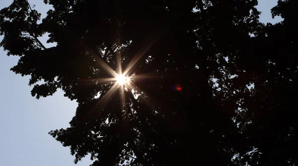 Sonnensterne Brechen Durch Das Laub Las Estrellas Del Sol Rompen —  Fotos de Stock