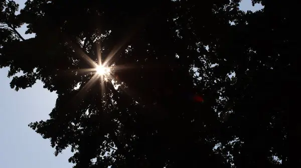 Sonnensterne Brechen Durch Das Laub Sun Stars Break Leaves — Photo